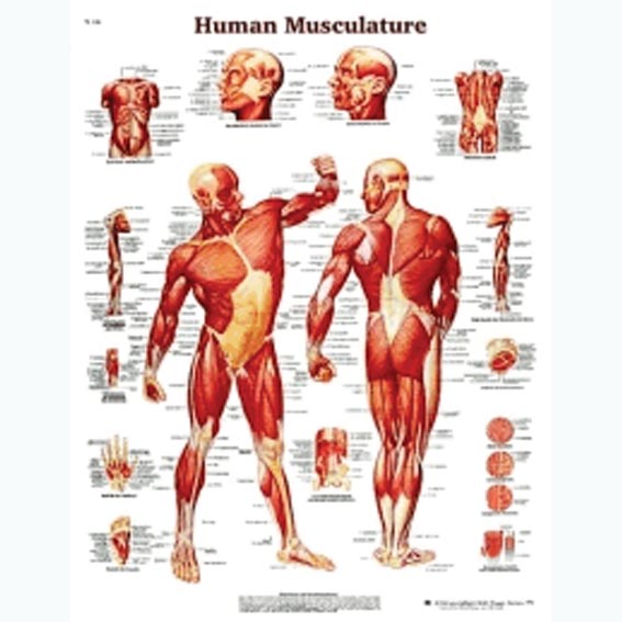Chart Human Muscular System - Everything Safety