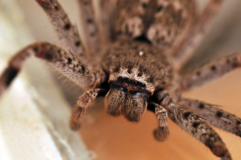 Facts About The Huntsman Spiders Everything Spiders