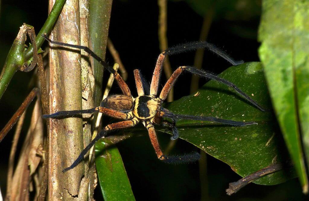 Facts About The Huntsman Spiders Everything Spiders