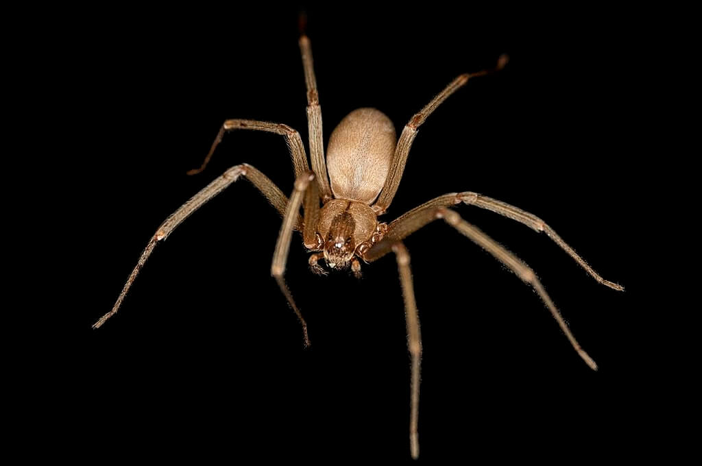 Brown Recluse Spider Identification, Facts, and Bites Everything Spiders