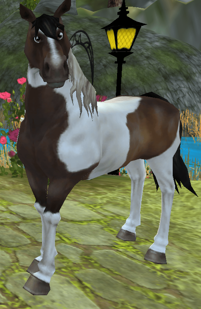 American Paint Everything Star Stable
