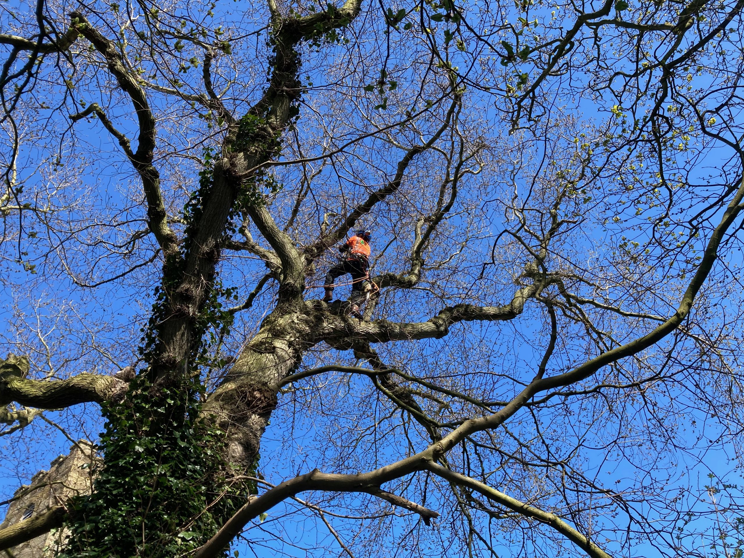 North Yorkshire Tree Surgeons & Forestry Contractors Everything Trees