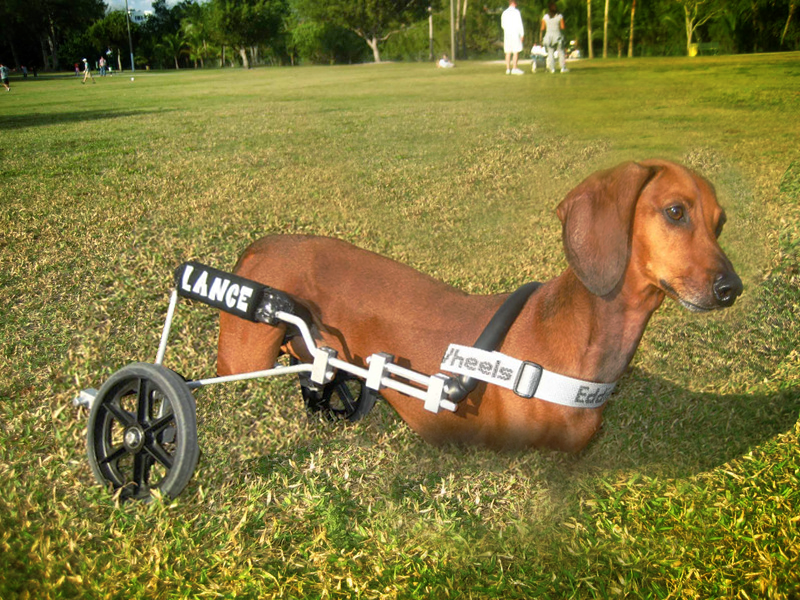 Dog With No Legs At All