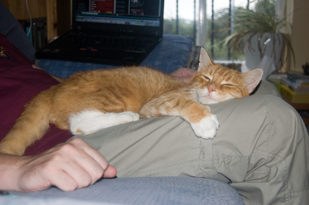 Despite Man’s Erection, Cat Still Sitting On Lap The