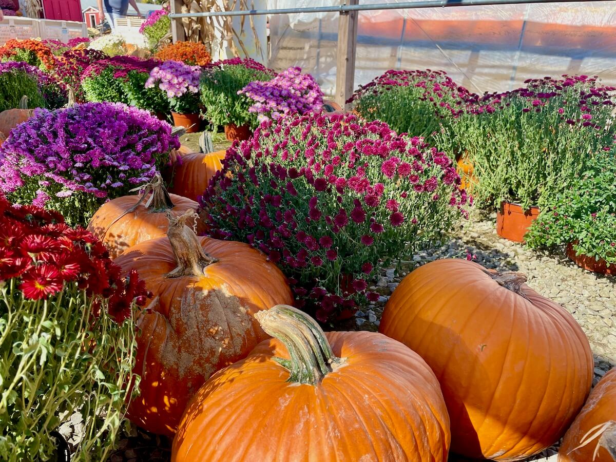 Best Pumpkin Patches Near West Virginia Everywhere Forward