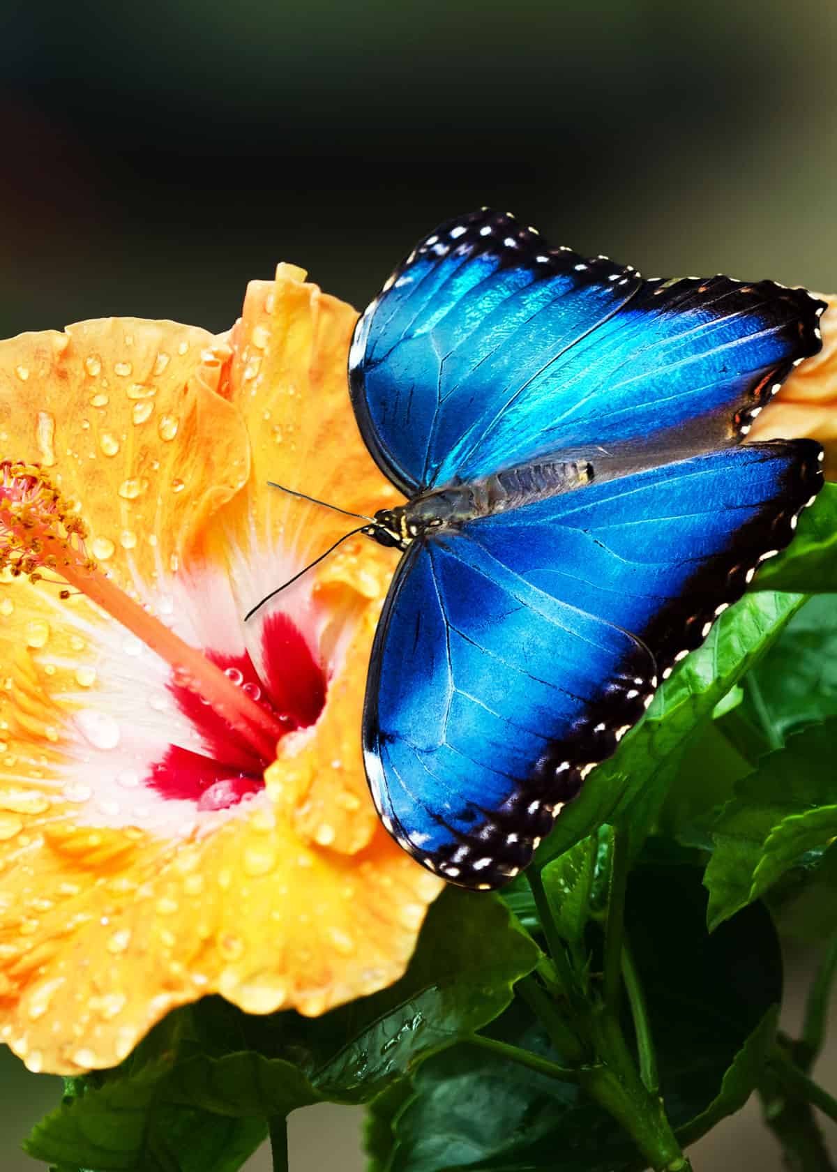 35 Most Colorful Animals in the World (Mammals, Birds, Insects