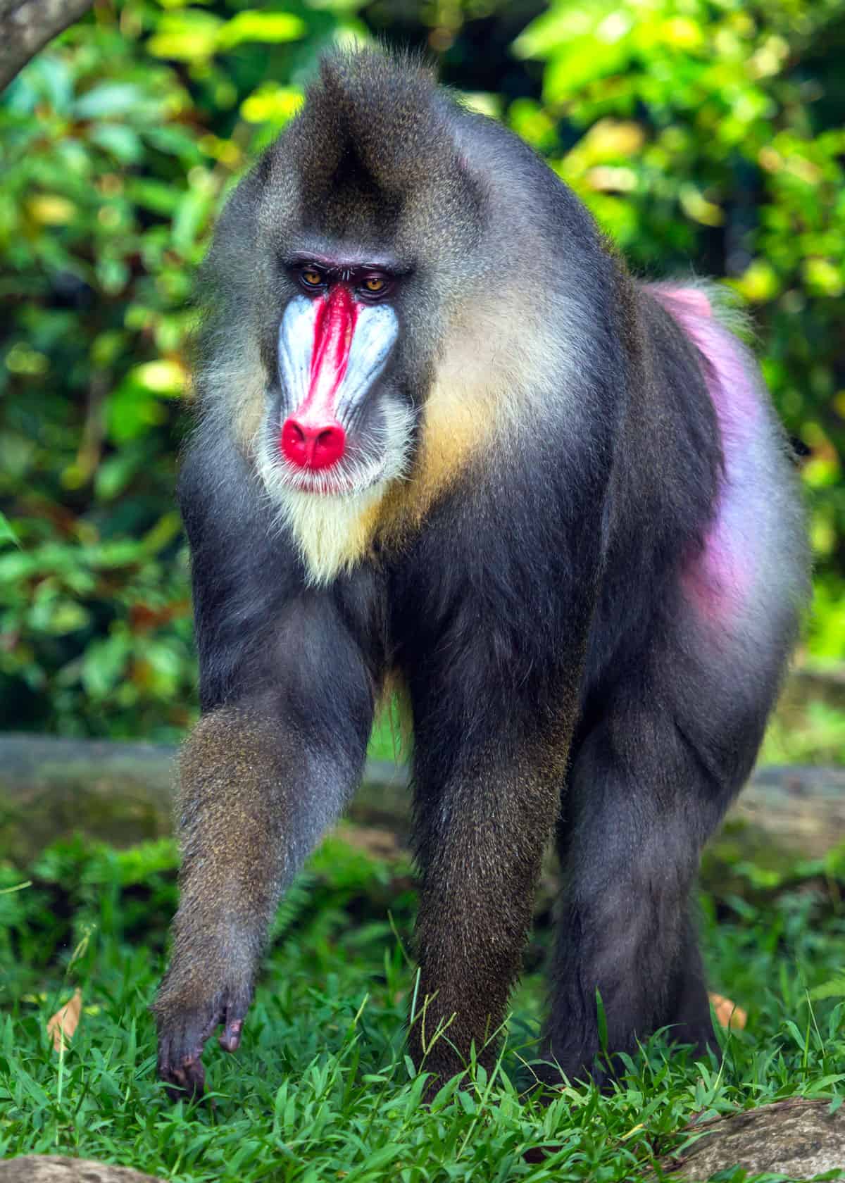 35 Most Colorful Animals in the World (Mammals, Birds, Insects