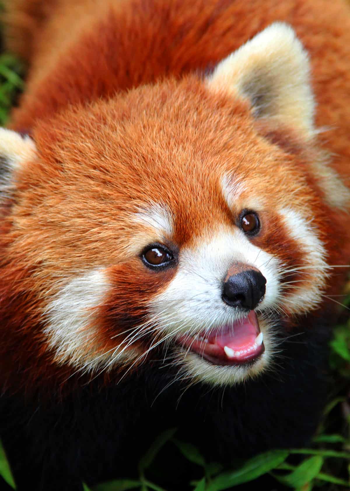 Tổng hợp Orange cute animals Đáng yêu nhất trên