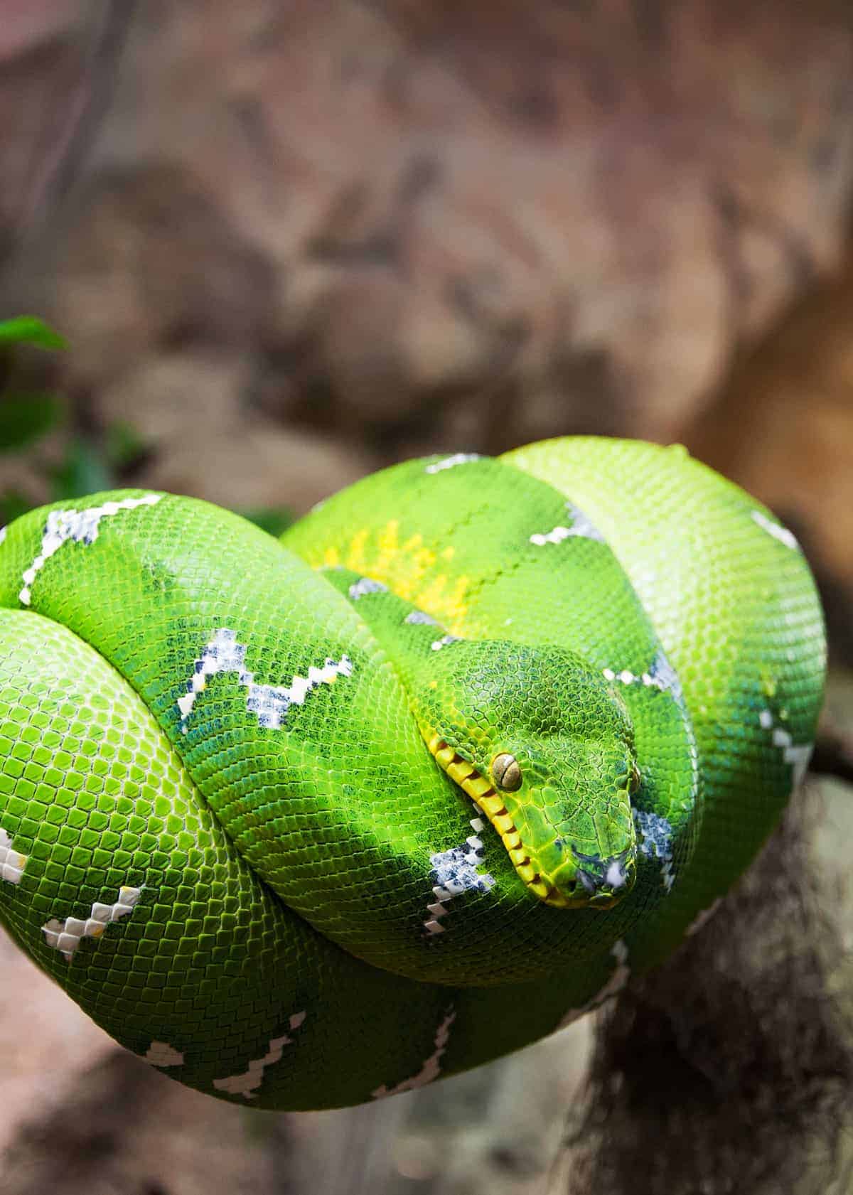 35 Most Colorful Animals in the World (Mammals, Birds, Insects, Reptiles...) Everywhere Wild