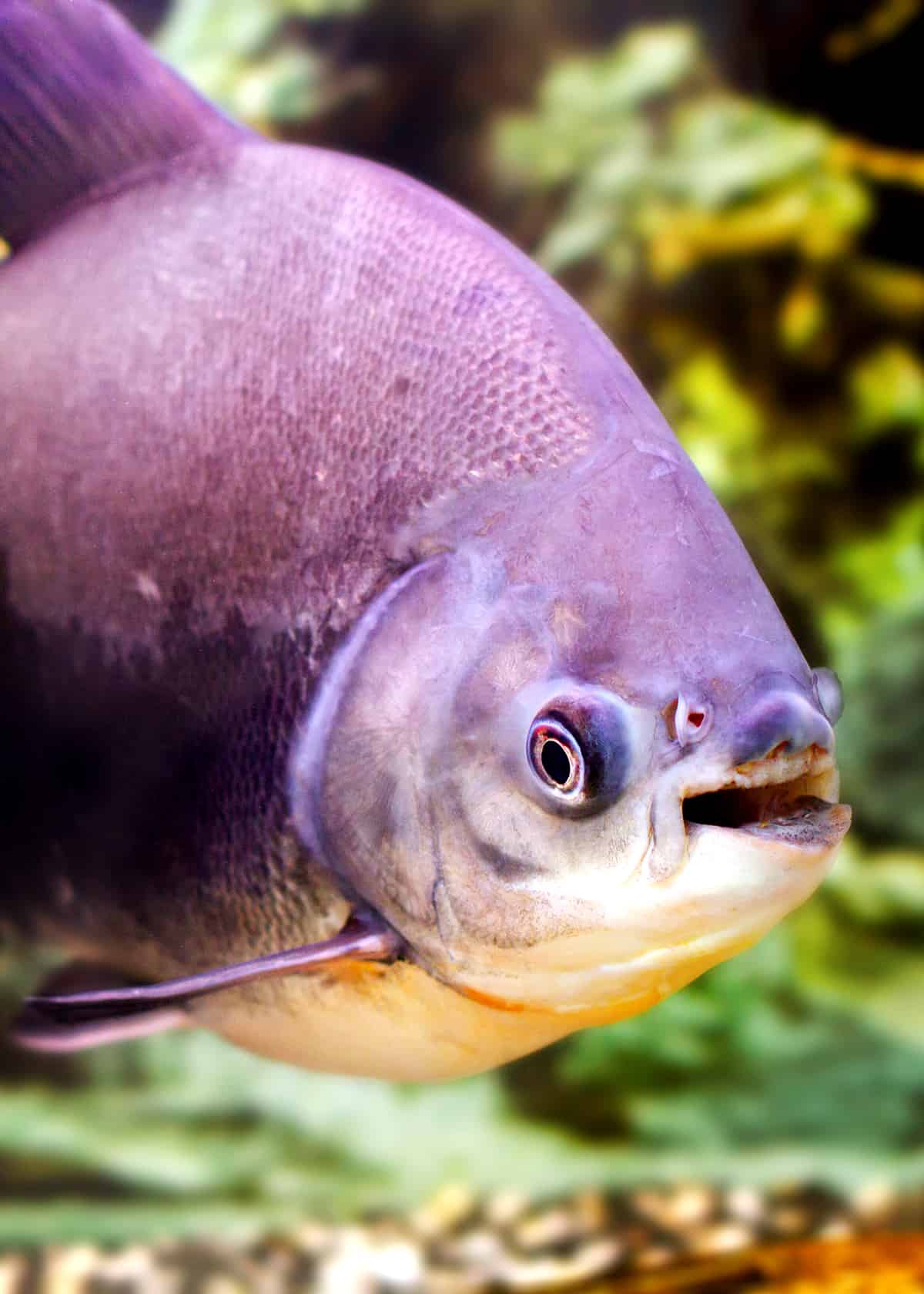 49 Pacu Fish Facts What You Need To Know Everywhere Wild