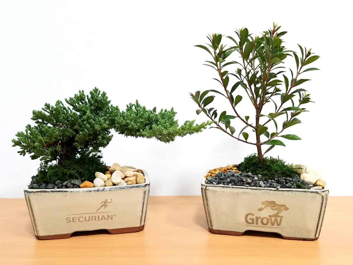Bonsai Trees Eve's Garden Promotional Gifts