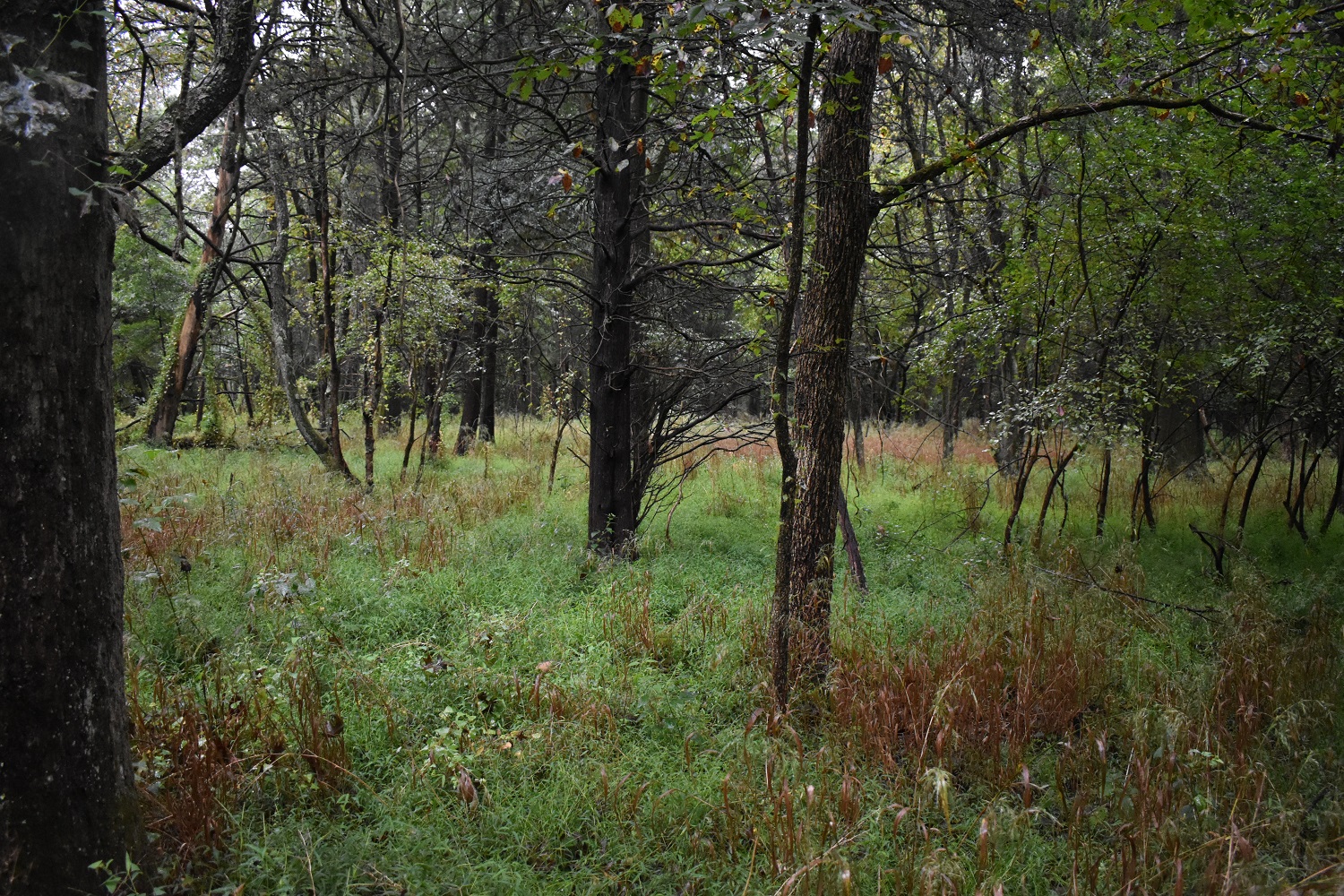 Evesham Township, New Jersey Beagle Club