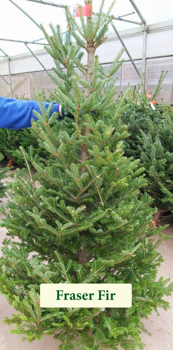 Choosing your perfect tree this Christmas The Evesham Observer