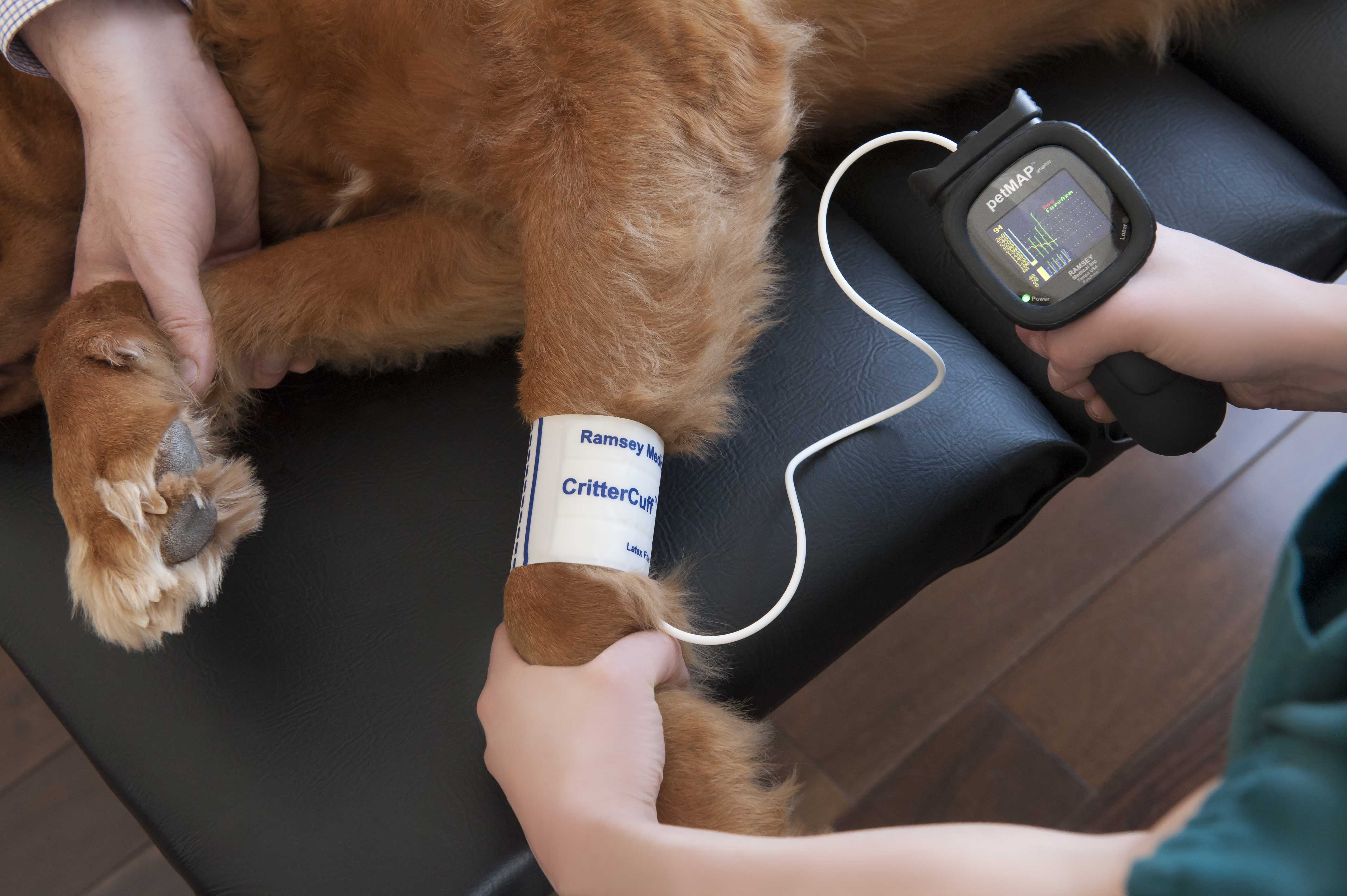 Mobile cardiology service for veterinarians EVet Mobile Services