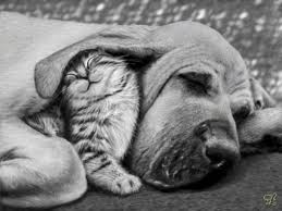 красивые картинки с нарисованными цветами