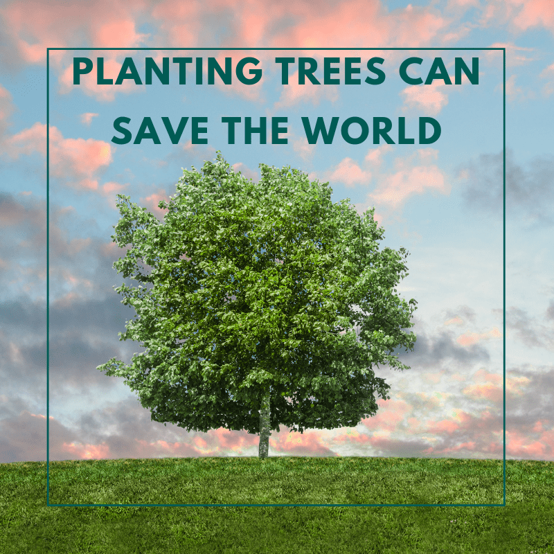Planting Trees To Save the World? EVI Ebbw Vale Institute