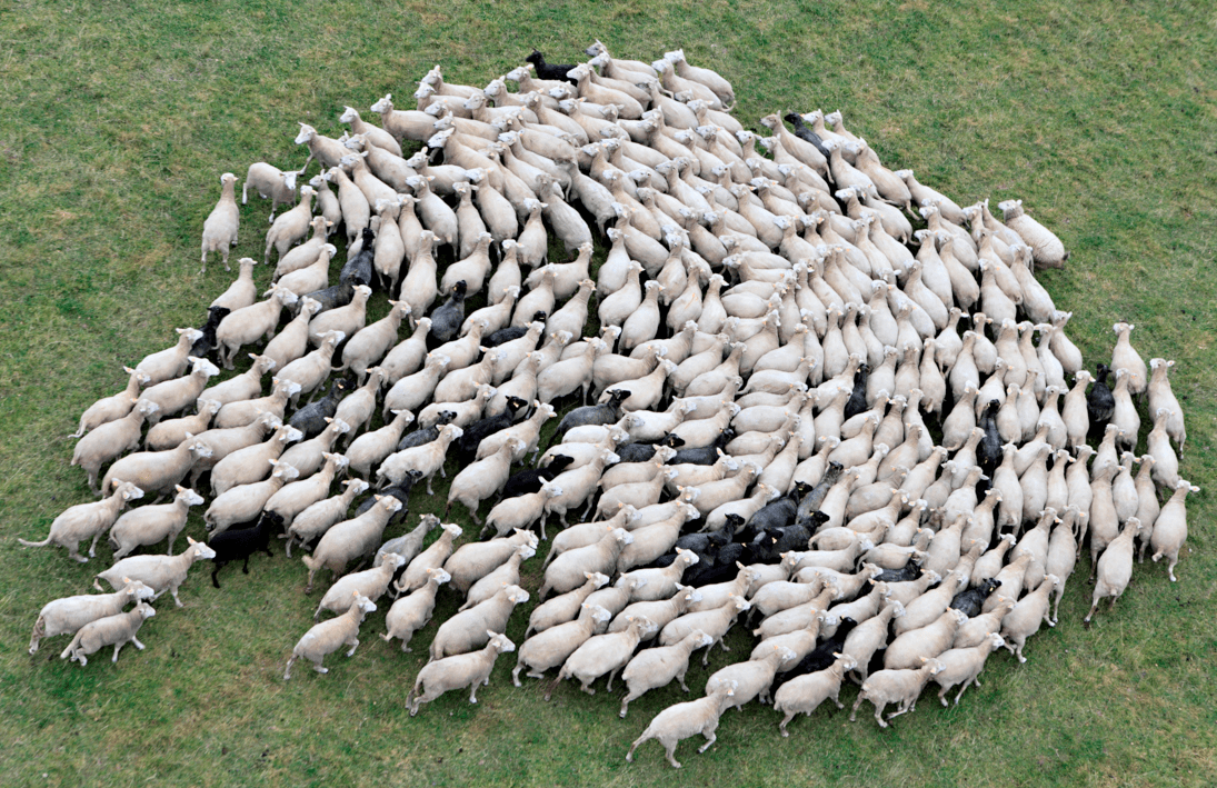 Herding Bias Evil Speculator