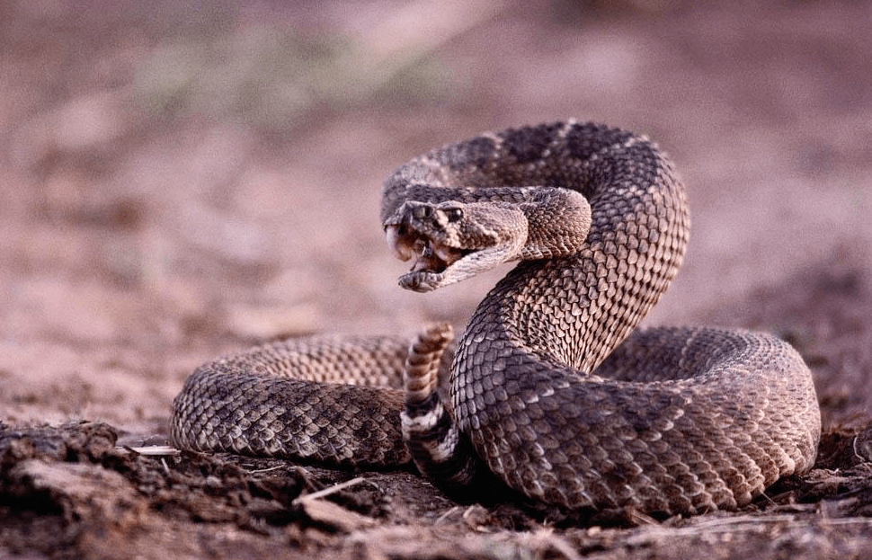 Coiled Up And Ready To Strike Evil Speculator