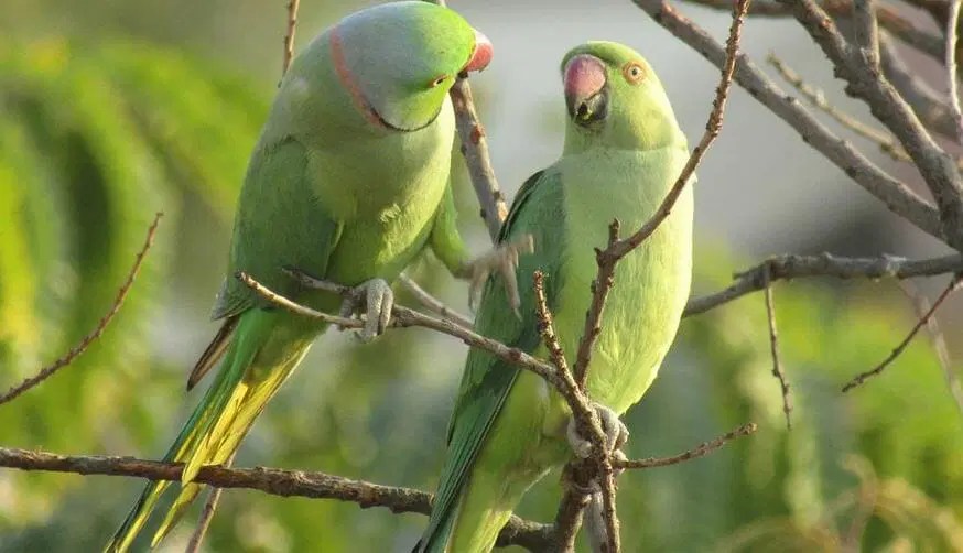 Roseringed Parakeets (Psittacula krameri)