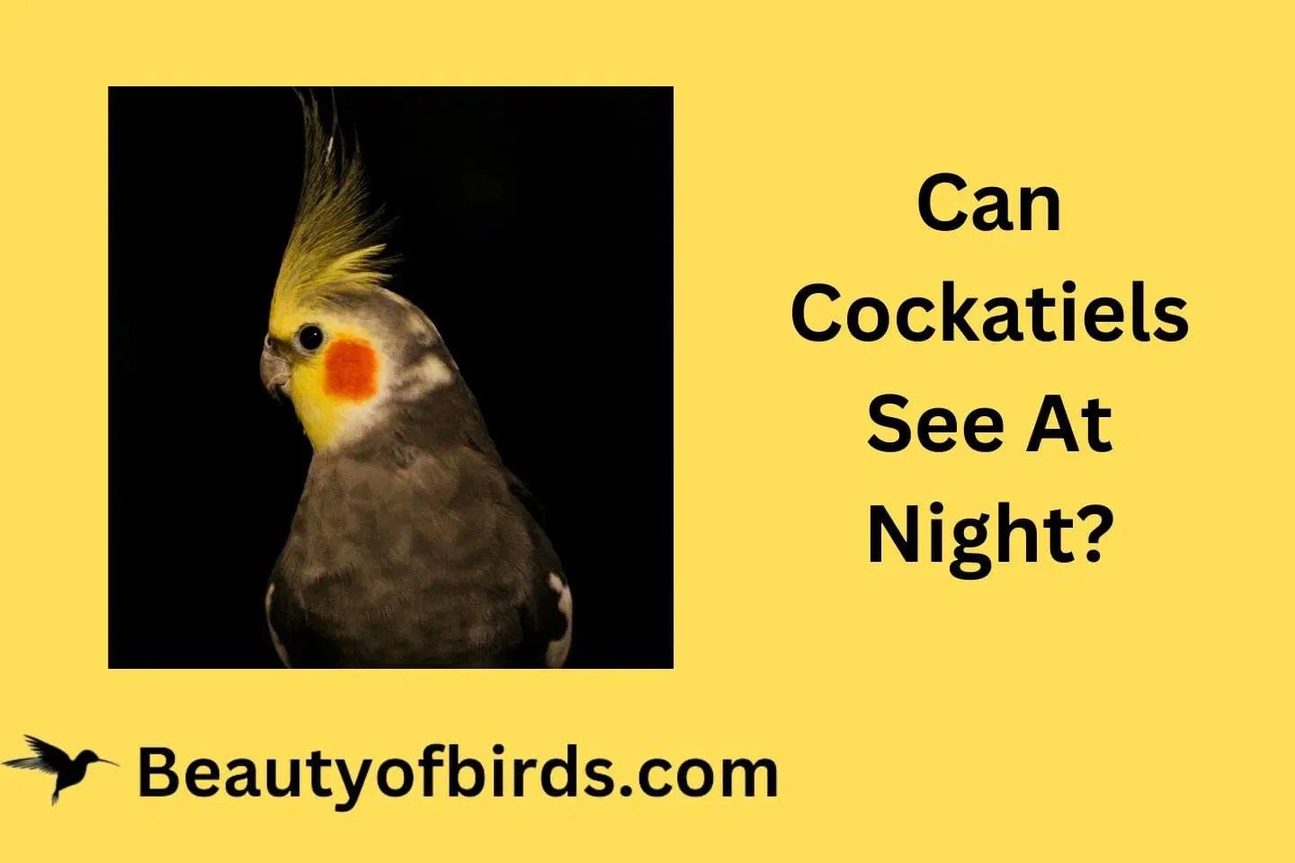 Can Cockatiels See At Night? What Do They See That Causes Night Frights?