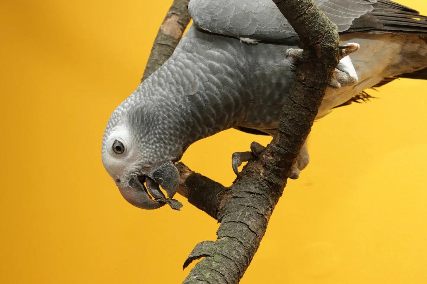 Timneh African Grey vs Congo Key Differences