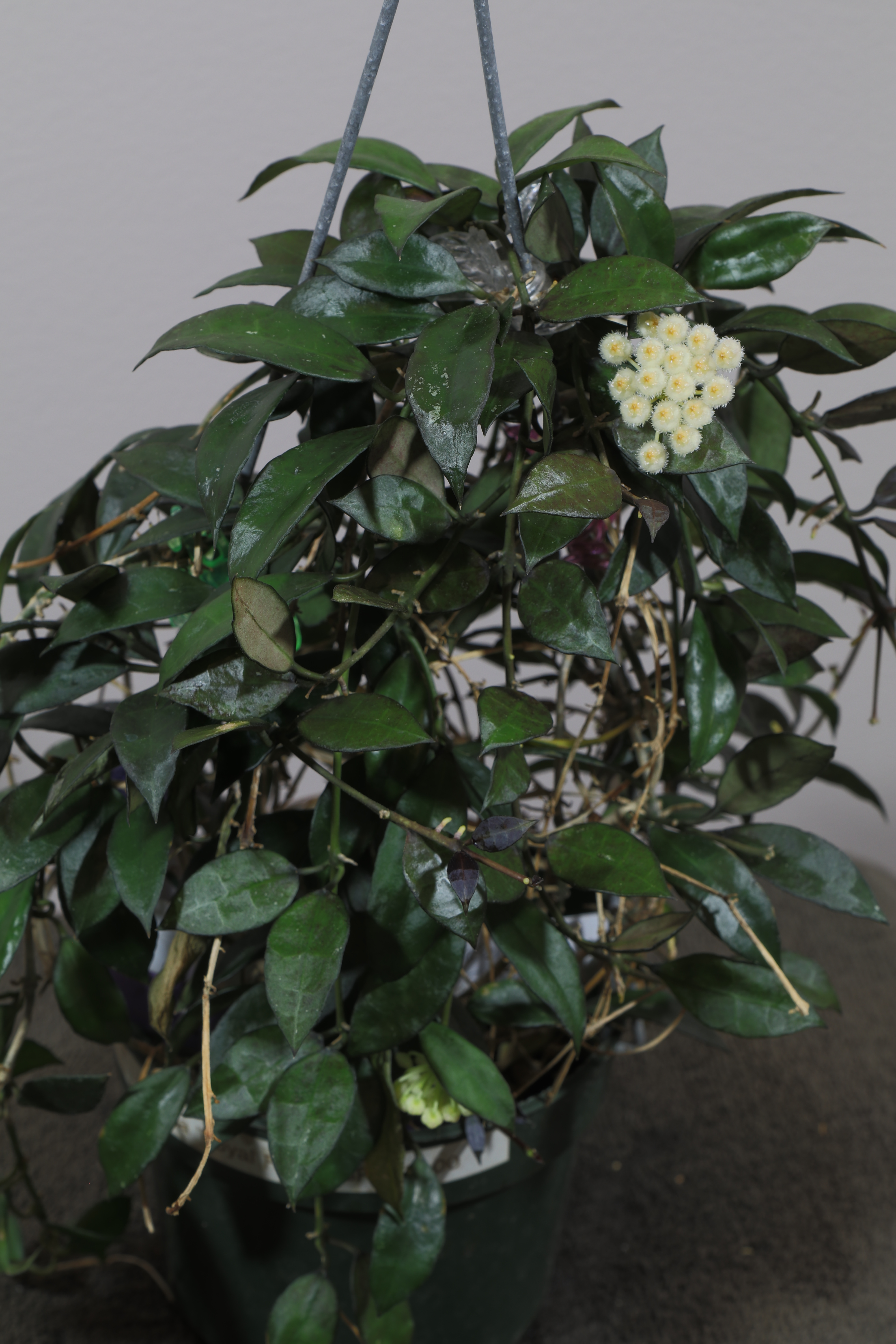 EVMB Hoyas Hoya lacunosa 'Royal Flush'