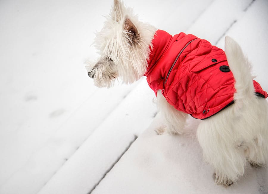 Aldi Is Launching Rain Jackets For Dogs And We Cannot Cope
