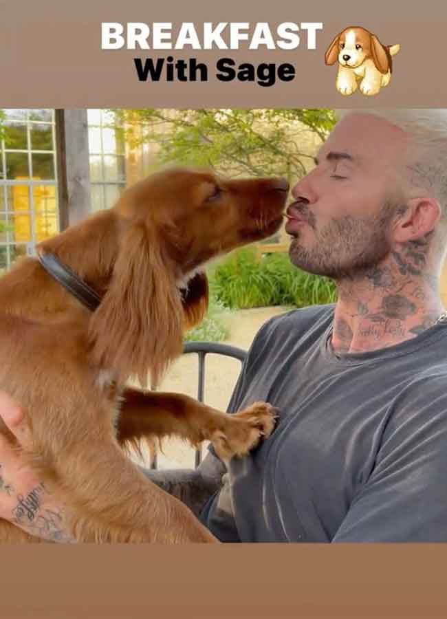 David Beckham Disgusts Fans By Feeding His Dogs From His Own Mouth