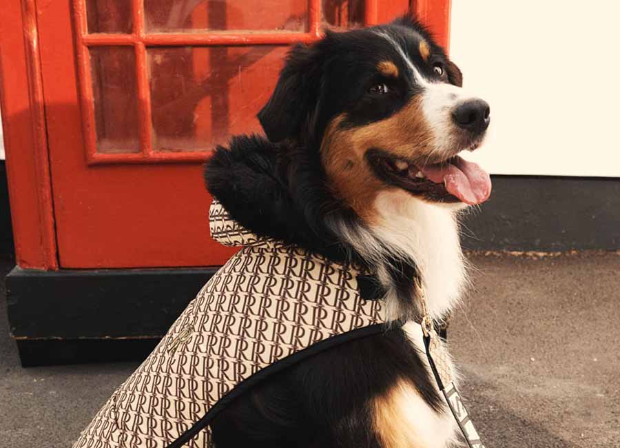 Winter Walkies! River Island Launches Adorable Dog Range