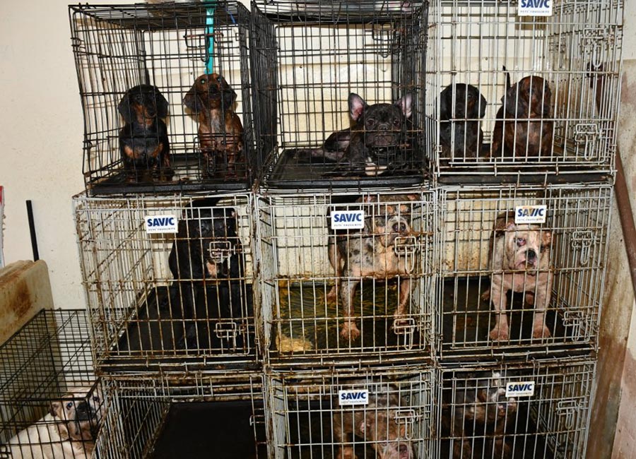 Dogs Rescued After Discovery Of Stacked Cages In Dublin Apt