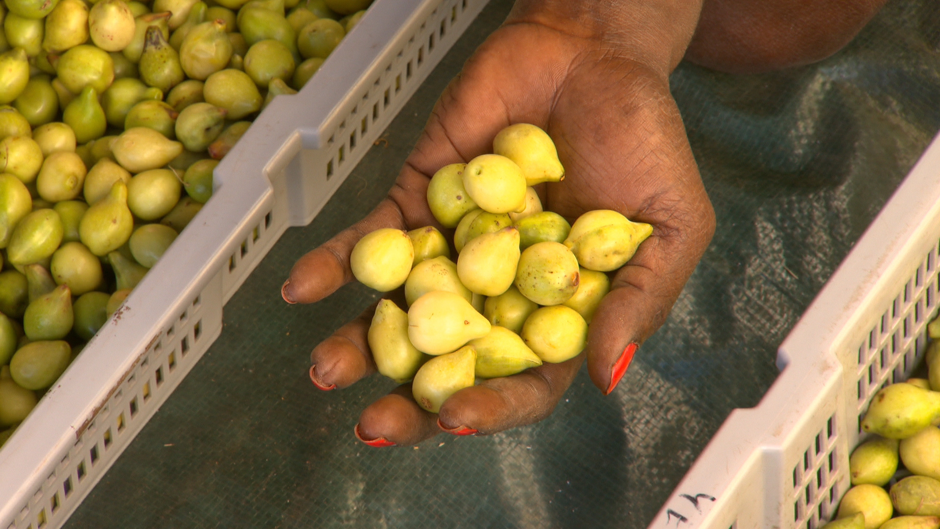 Ripe opportunity for Australia’s native bush foods industry The