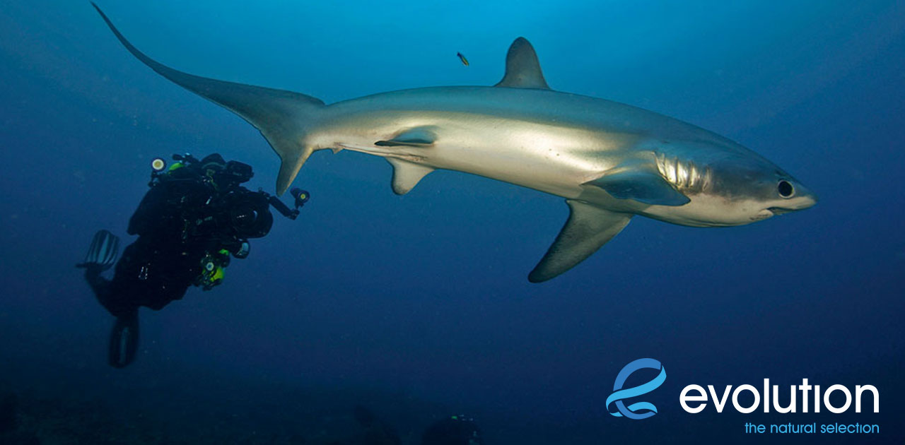 Best Diving Near Cebu (Post Typhoon) ScubaBoard