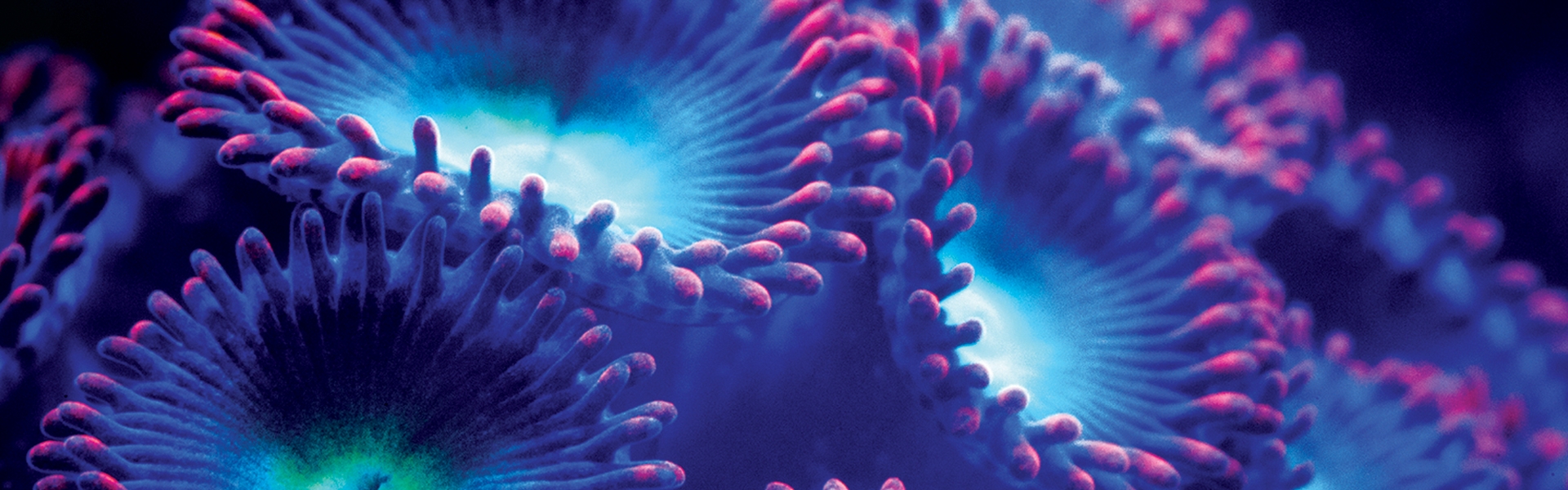 Pure Reef Balance Live Bacteria Vision Aquatics