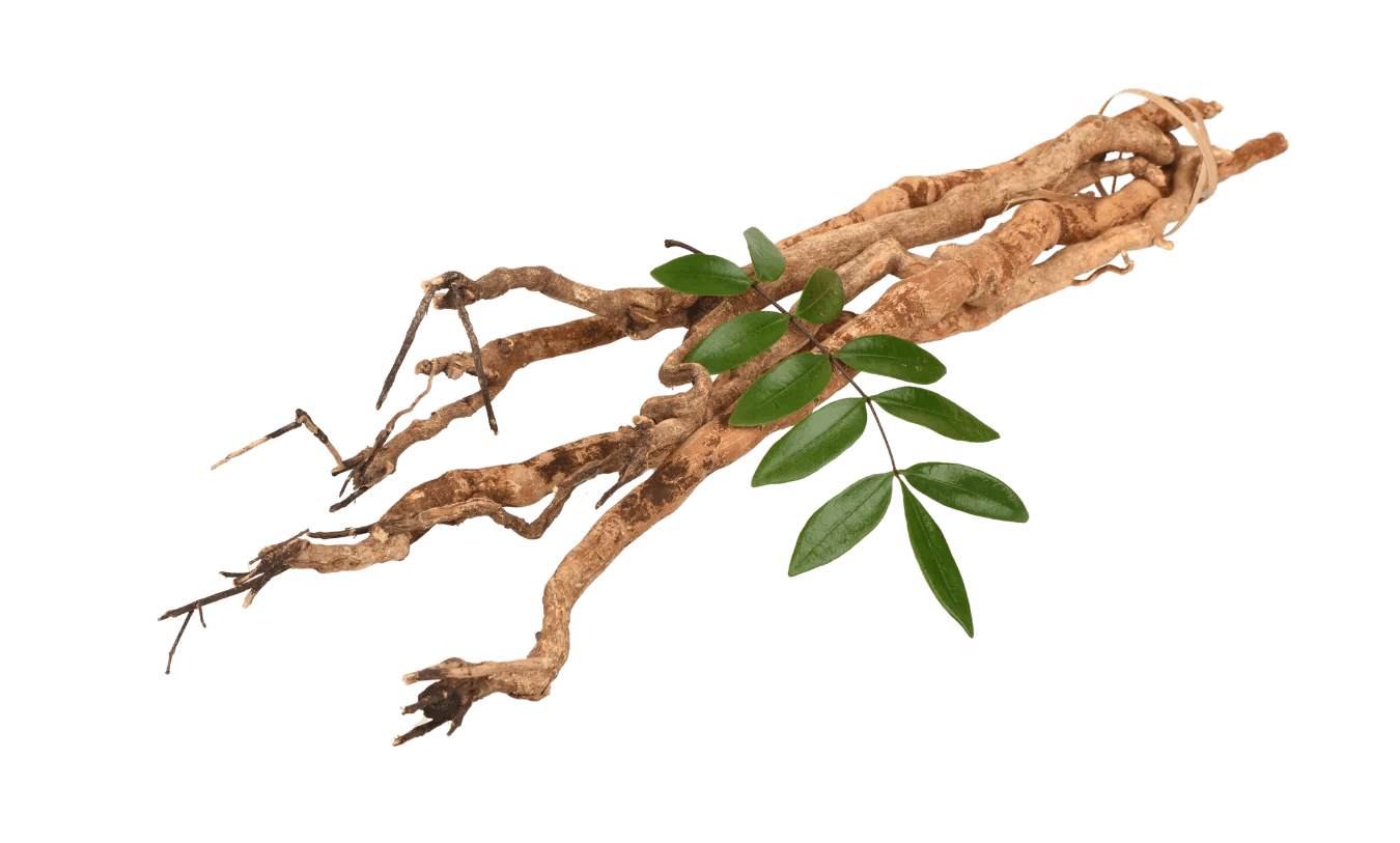 Tongkat Ali Evolution Botanicals