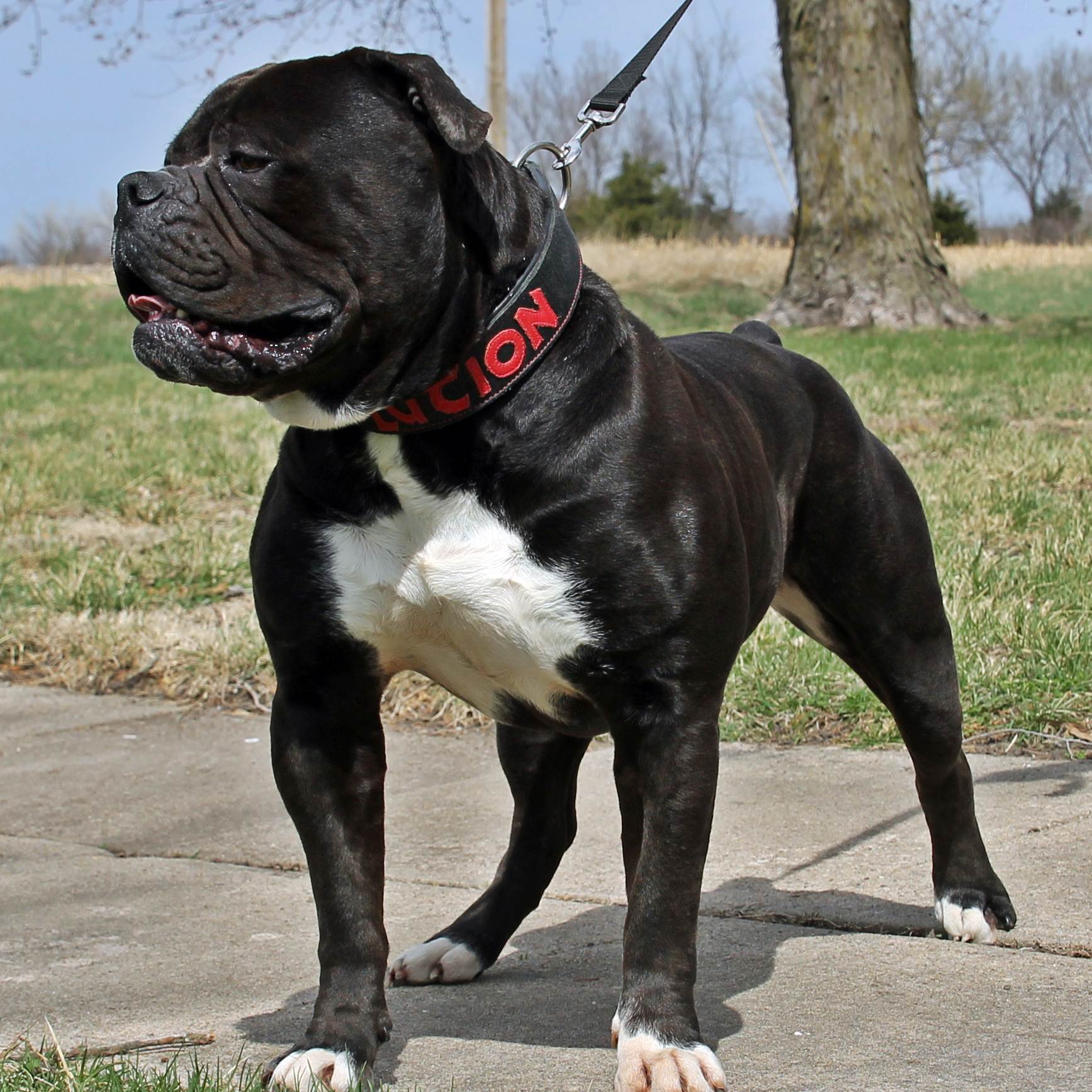 Mambo Evolution Olde English Bulldogges
