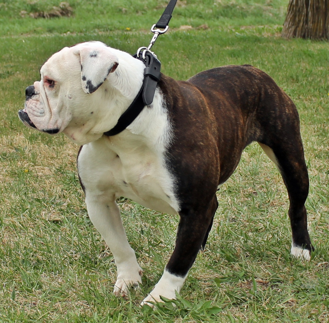 Venus Evolution Olde English Bulldogges