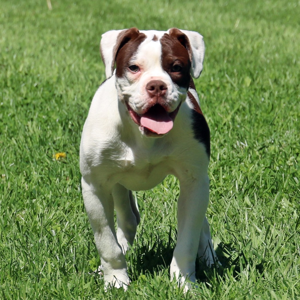 Puppies For Sale Evolution Olde English Bulldogges