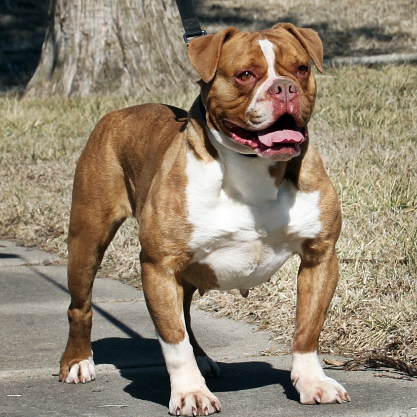 LeeLou Evolution Olde English Bulldogges