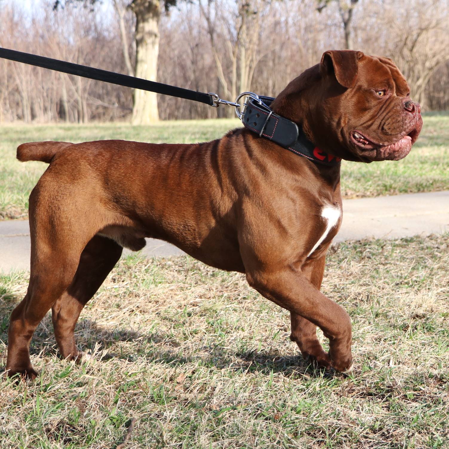 Olde English Bulldogge Stud — King Arthur