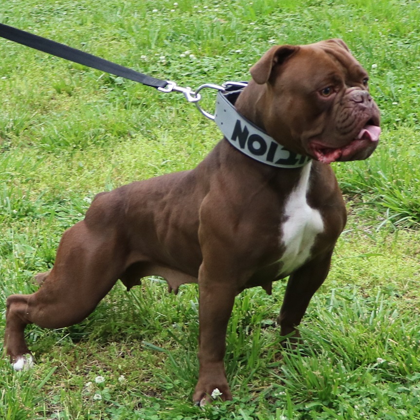 Olde English Bulldogges Breeder Evolution Bulldogges