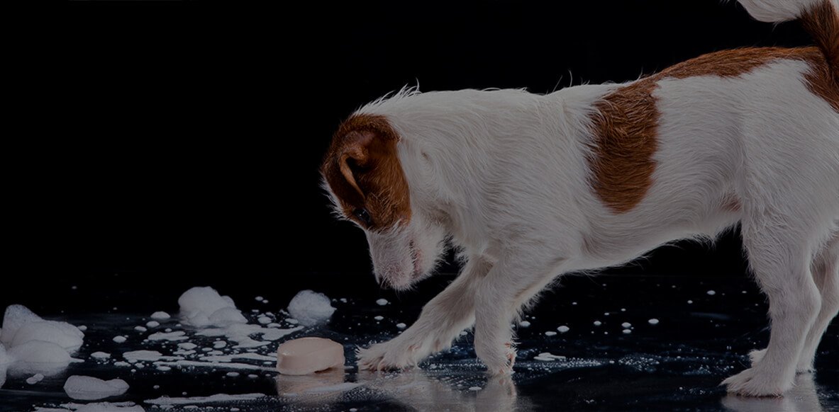 TopRated SelfServe Dog Wahing System & Equipment Evolution Dog Wash