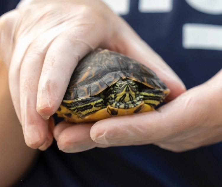 Reptile Test Evolution Exotics Referrals