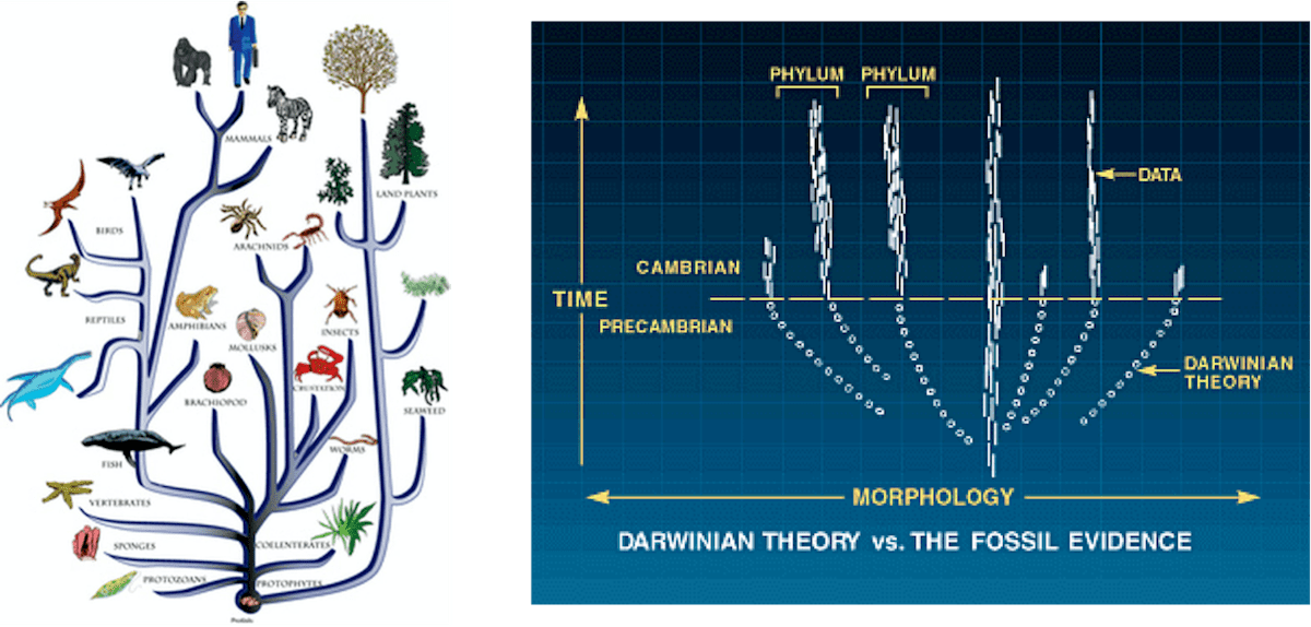 Here Is How to Teach Intelligent Design to Young People Evolution News