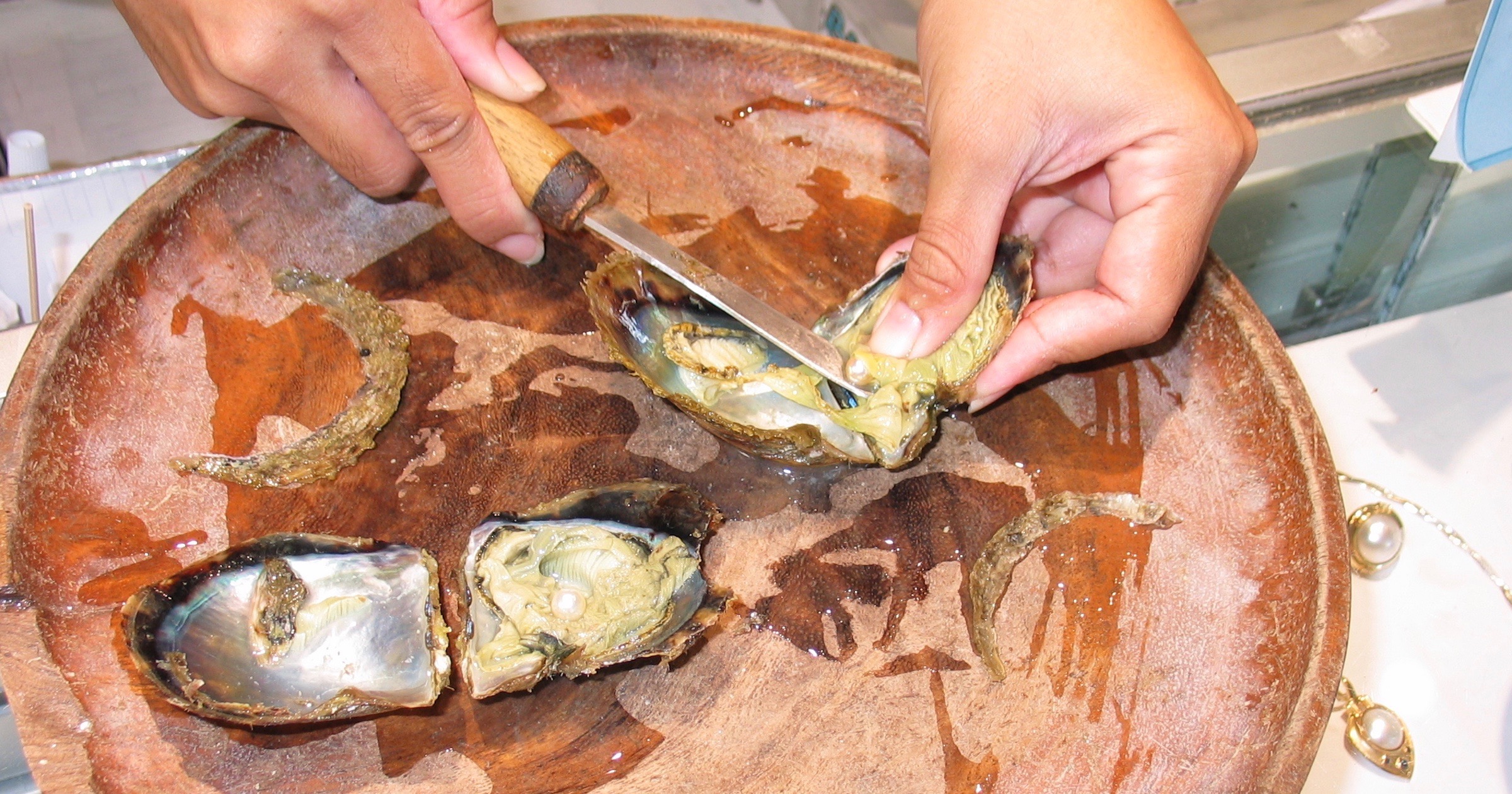 By Design — How Pearls Get Their Luster Evolution News