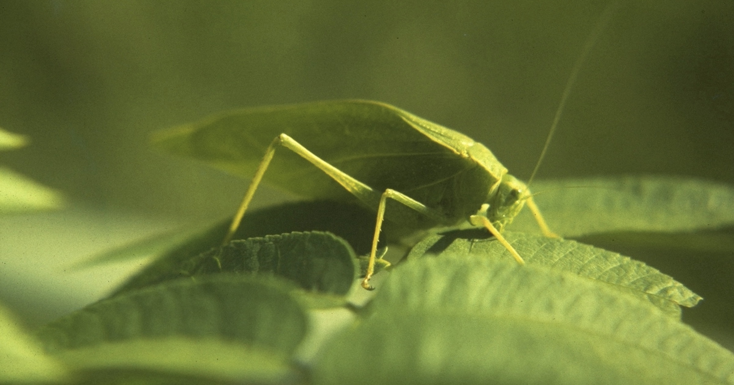Cricket Ears Evolved Like Vertebrate Ears Evolution News