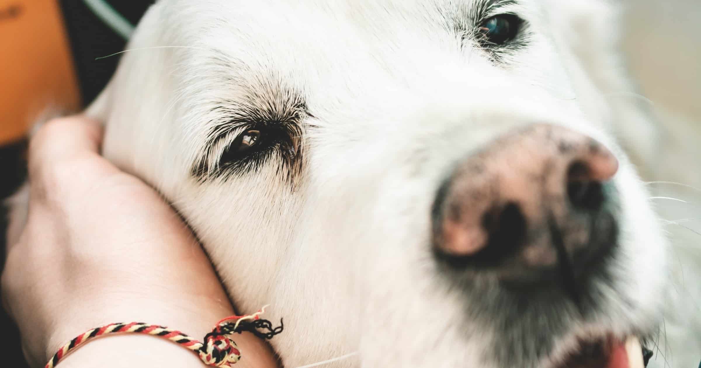 Can Old Dogs Learn New Tricks? It Depends Evolution News