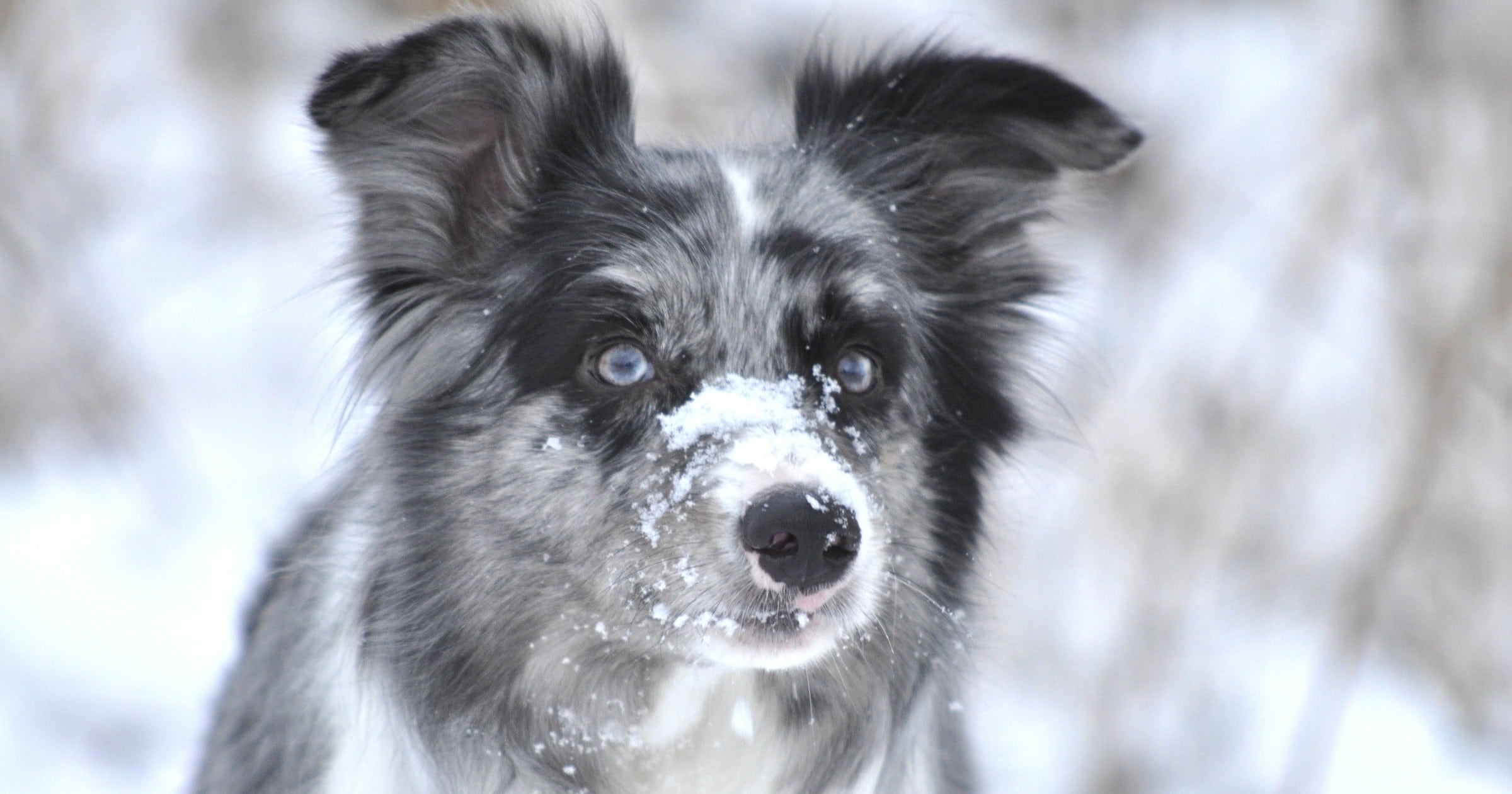 How Smart Is A Dog Compared To A Human