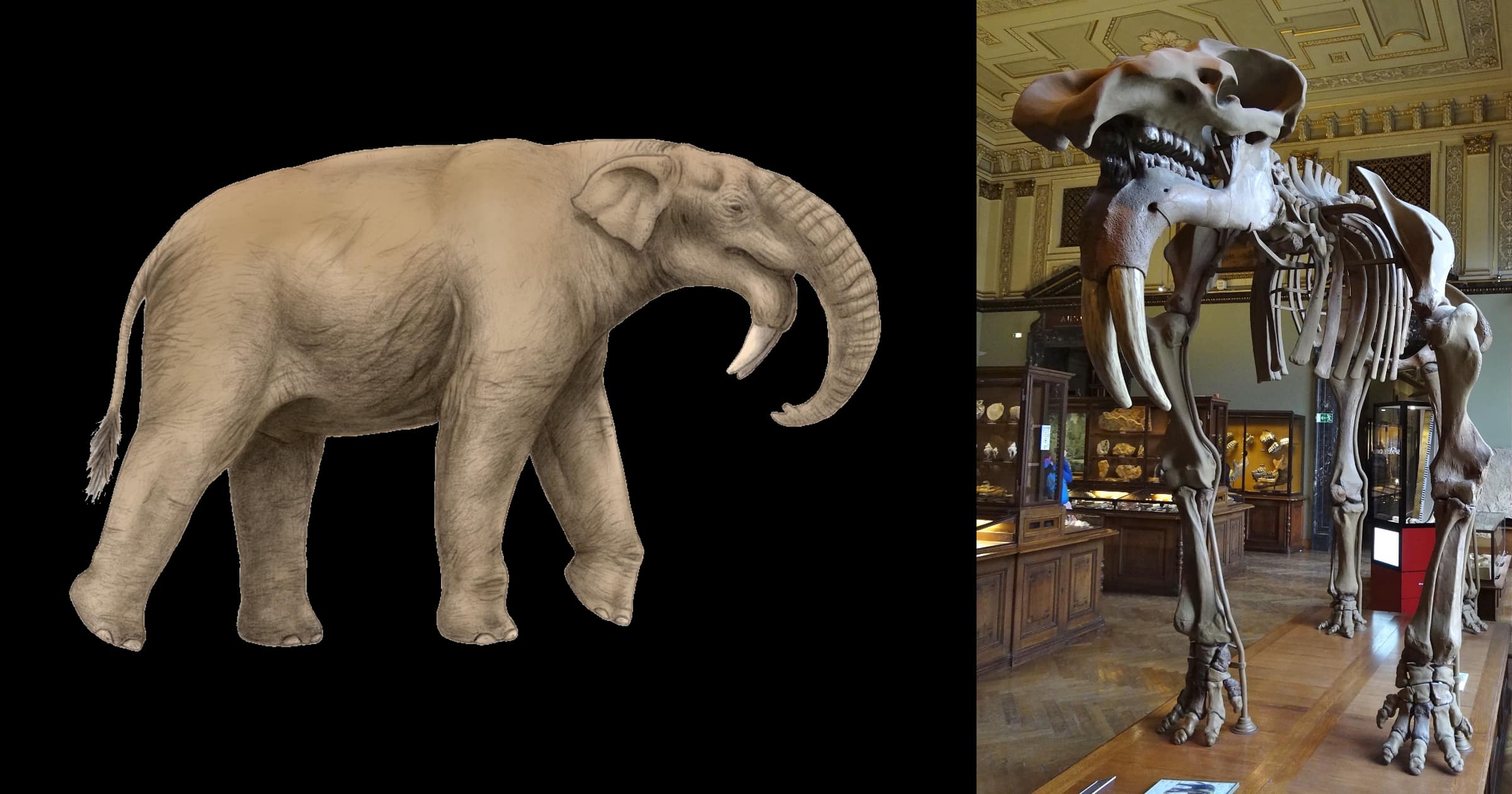 Elephants and the Abrupt Origin of Proboscidea Evolution News