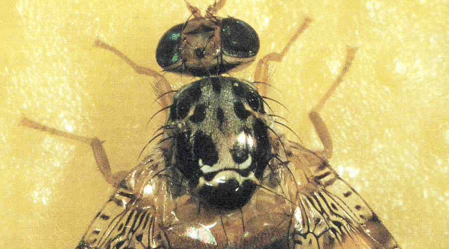 Fruit Flies Evolution Tale