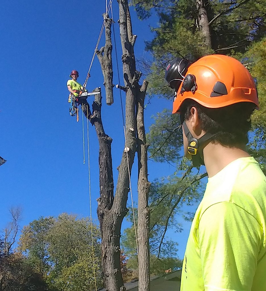 GTA Tree Removal Service Evolution Tree Care